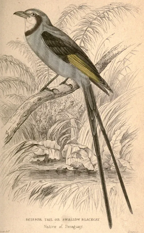 File:Gubernetes yetapa 1845.jpg