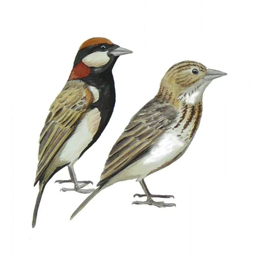 File:Eremopterix leucopareia.jpg