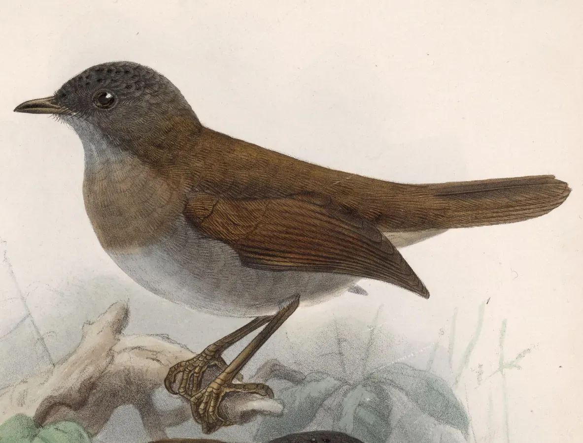 File:Catharus gracilirostris 1902.jpg