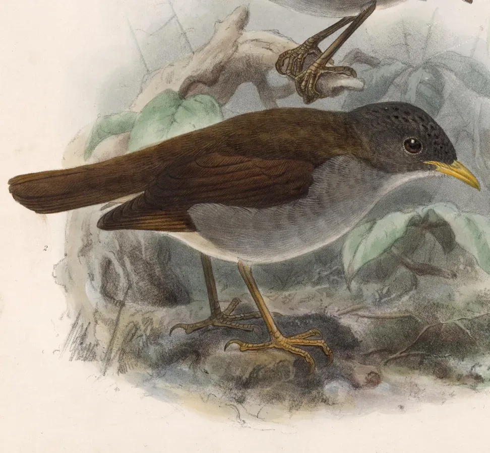File:Catharus aurantiirostris griseiceps 1902.jpg