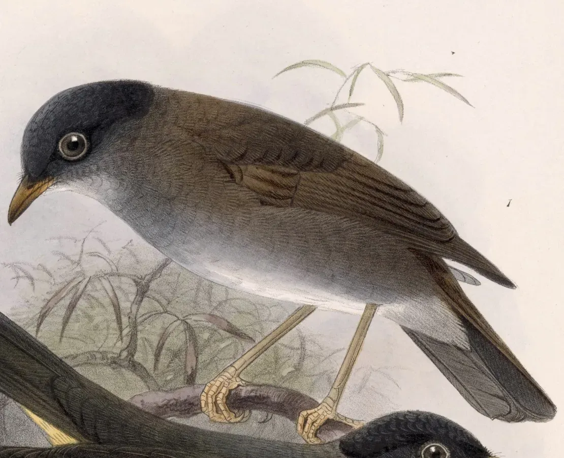 File:Catharus mexicanus 1902.jpg
