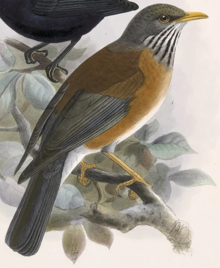 File:Turdus rufopalliatus 1902.jpg