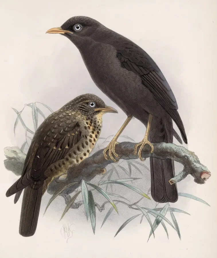File:Turdus nigrescens 1902.jpg