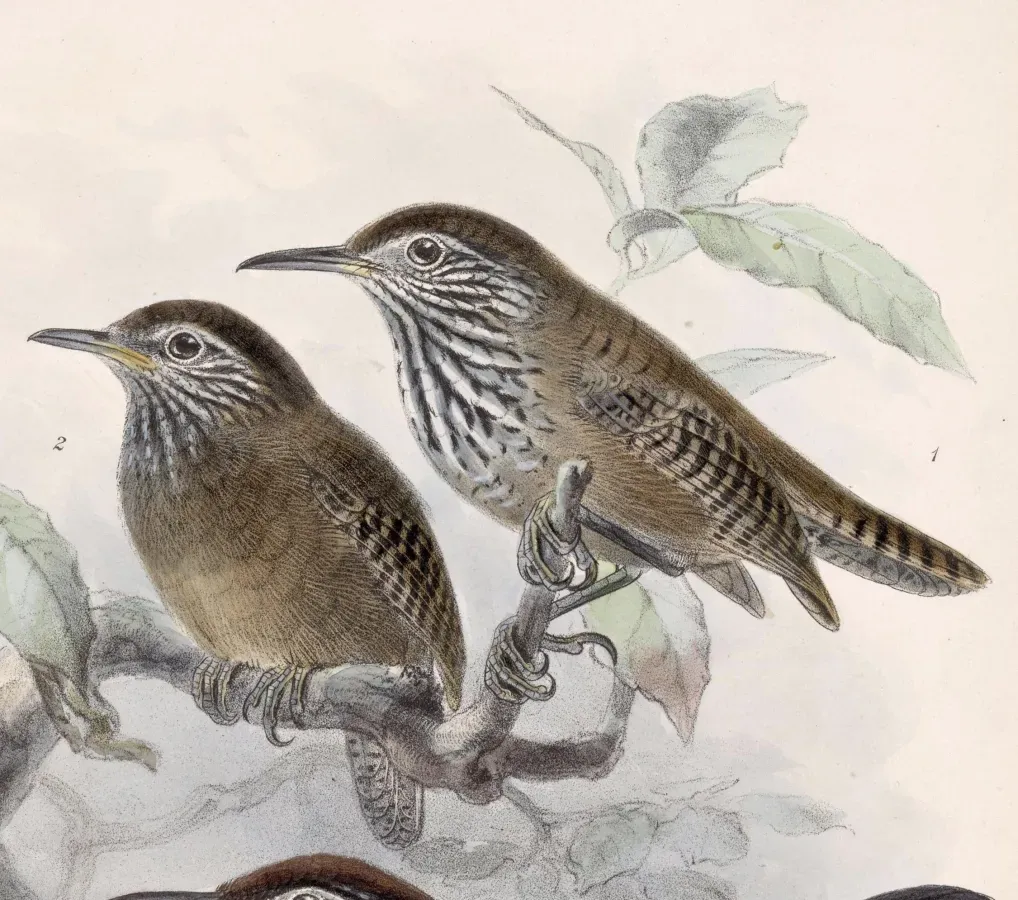 File:Cantorchilus thoracicus 1902.jpg