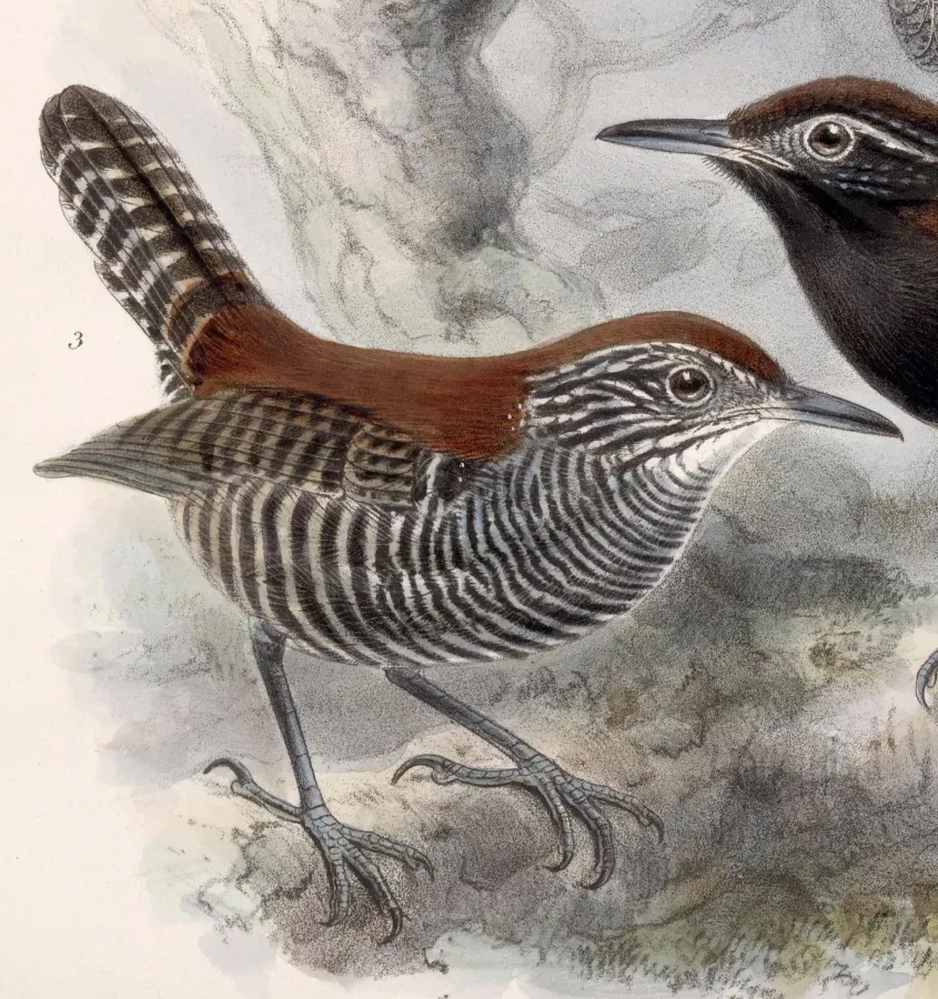 File:Cantorchilus semibadius 1902.jpg