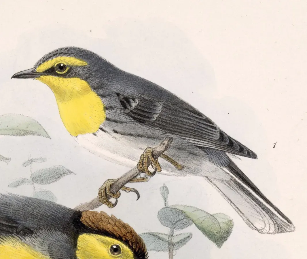 File:Setophaga graciae decora 1902.jpg