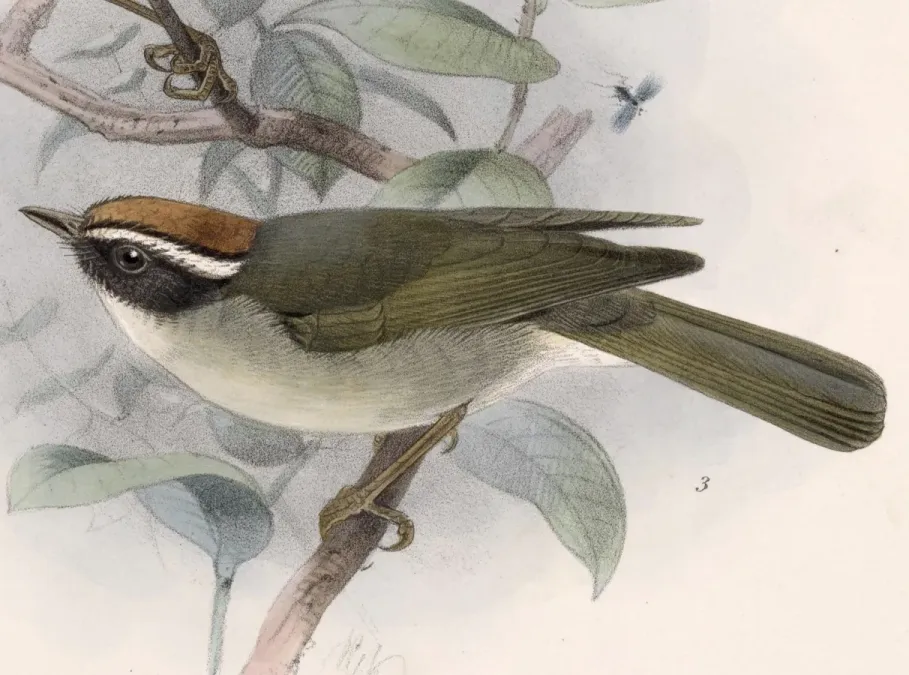 File:Basileuterus melanogenys 1902.jpg