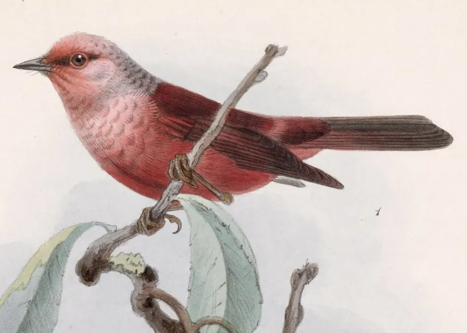 File:Cardellina versicolor 1902.jpg