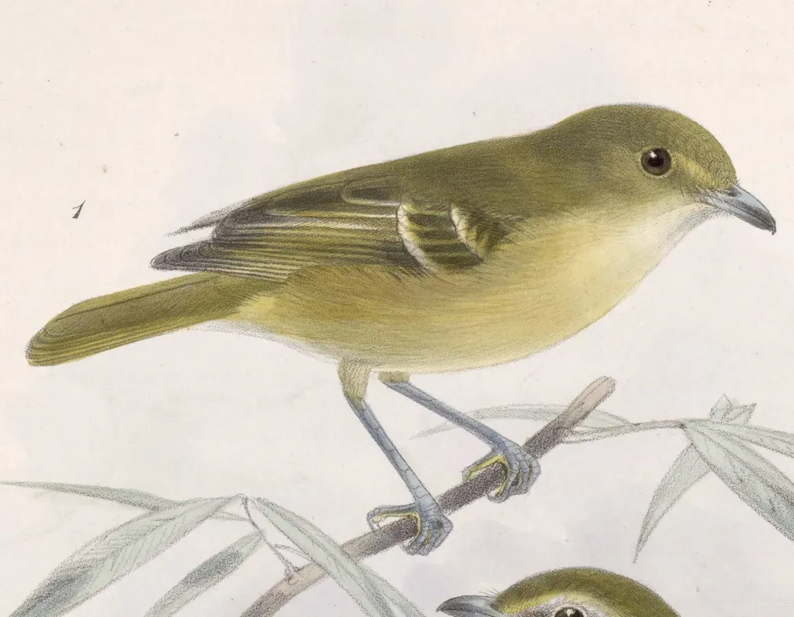File:Vireo pallens ochraceus 1902.jpg