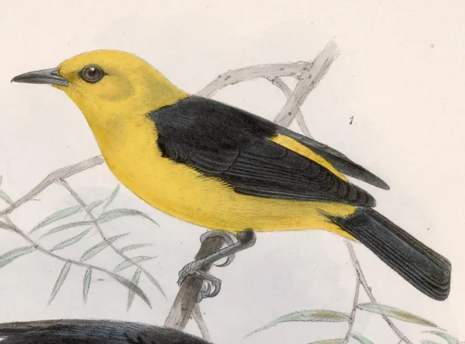 File:Chrysothlypis chrysomelas 1902.jpg