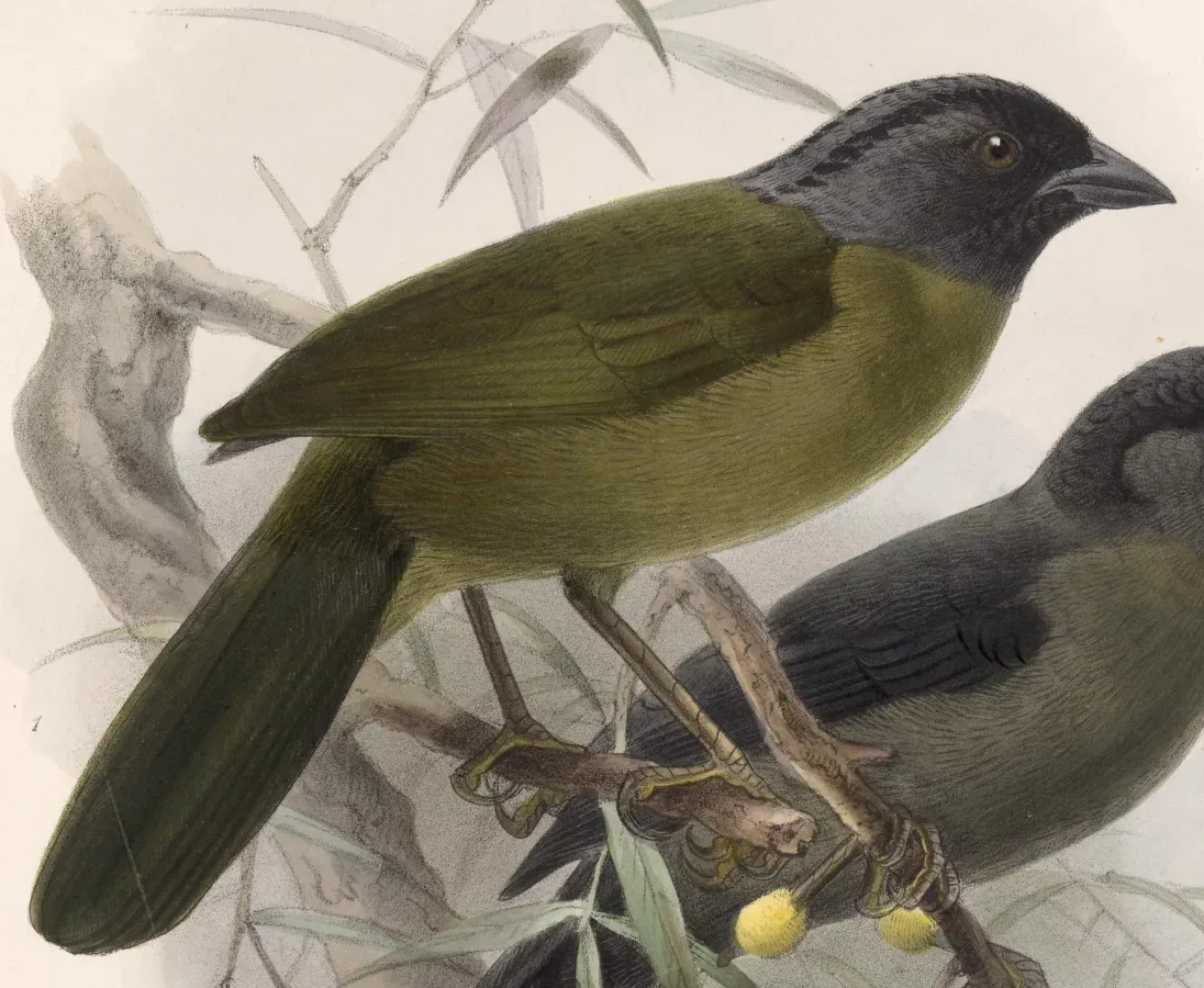 File:Pezopetes capitalis 1902.jpg