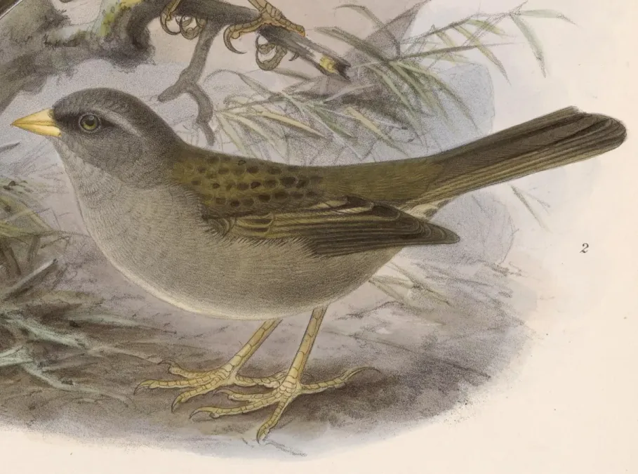File:Junco vulcani 1902.jpg