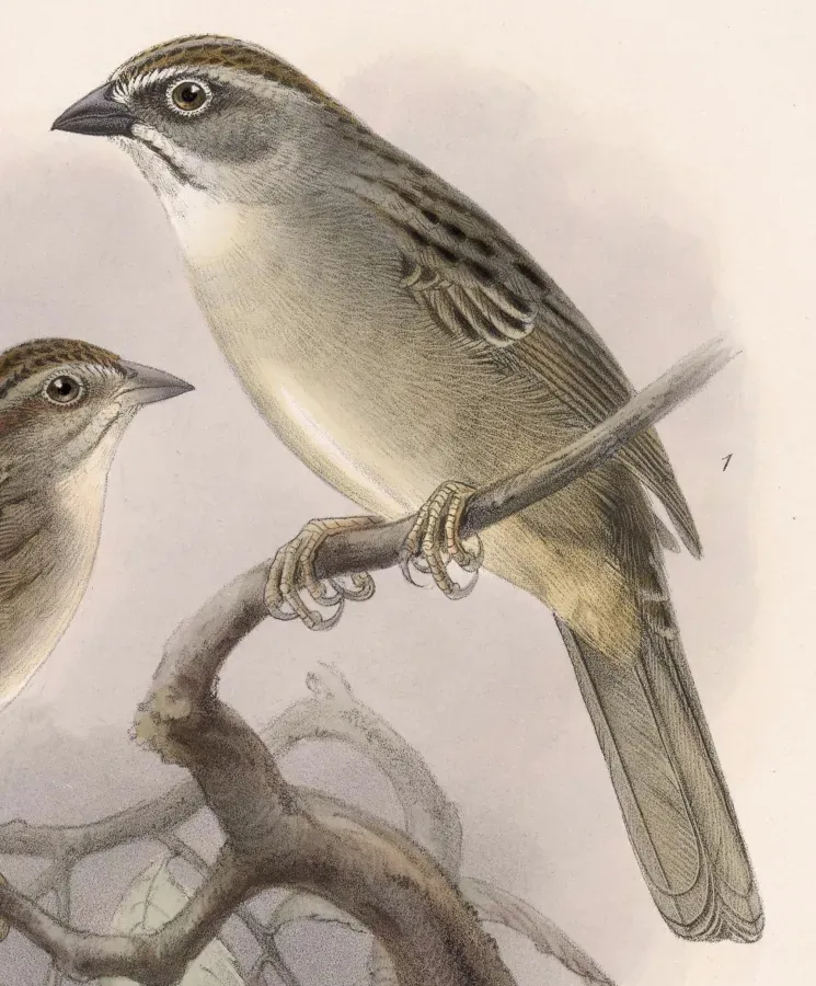 File:Aimophila notosticta 1902.jpg