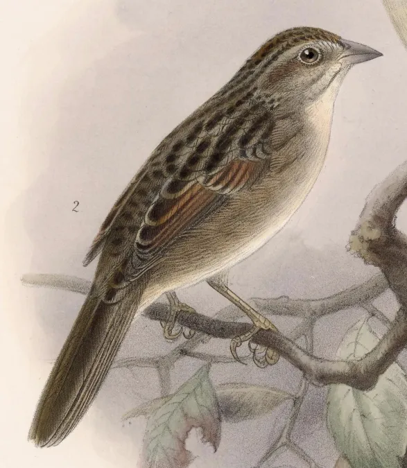 File:Peucaea botterii petenica 1902.jpg