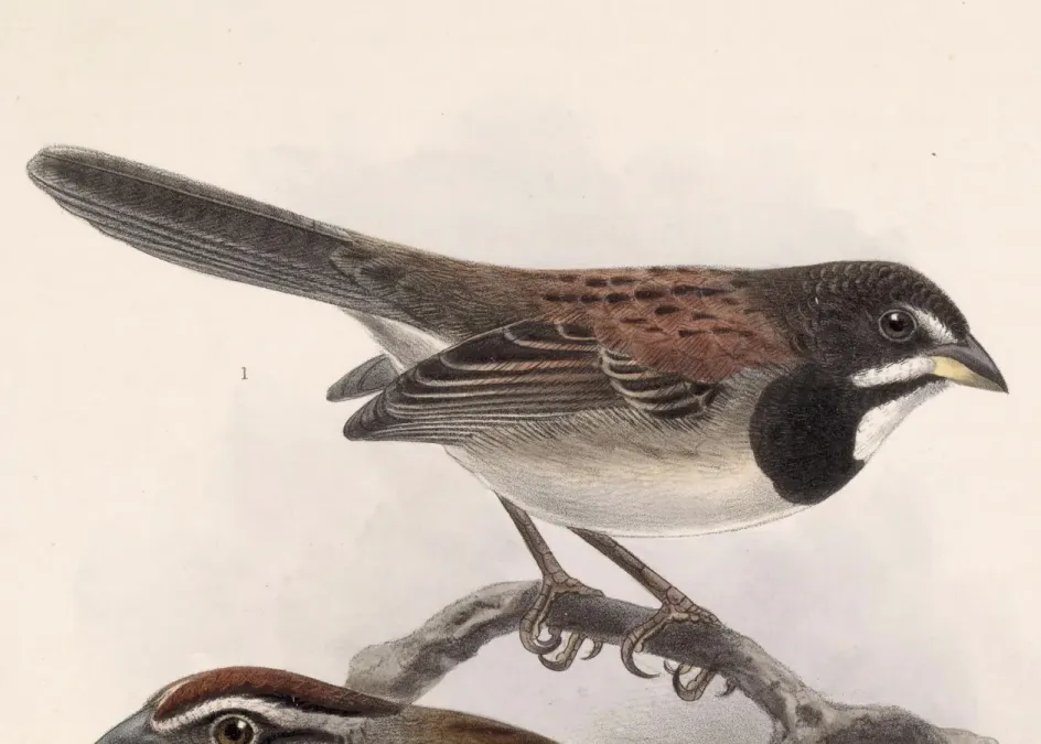 File:Peucaea humeralis 1902.jpg