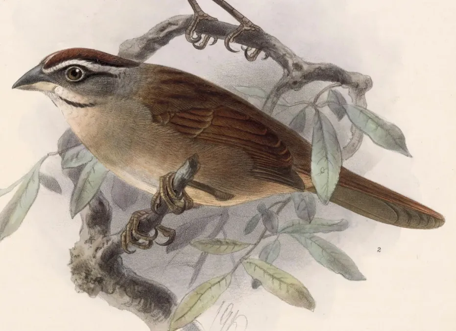 File:Aimophila rufescens 1902.jpg