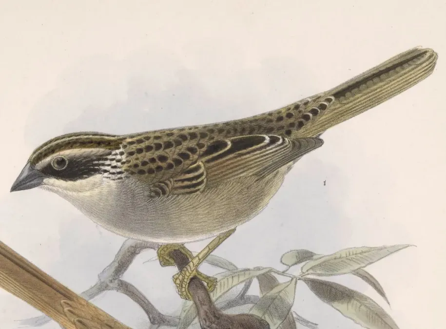 File:Oriturus superciliosus 1902.jpg