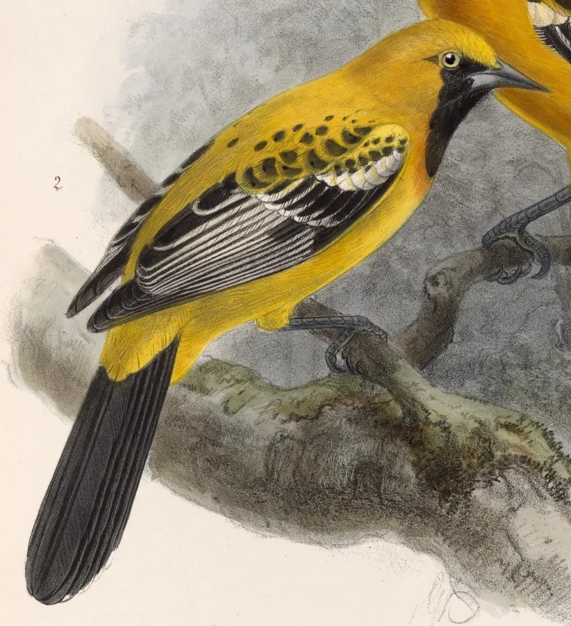 File:Icterus auratus 1902.jpg