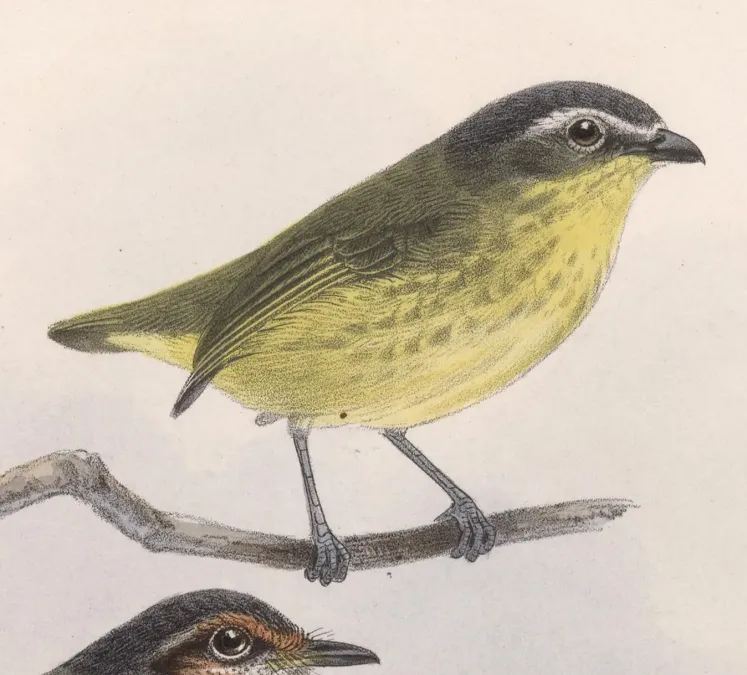 File:Ornithion semiflavum 1902.jpg