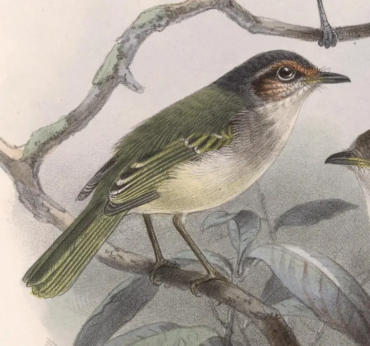 File:Phylloscartes superciliaris 1902.jpg