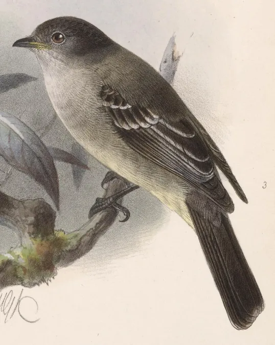 File:Sublegatus arenarum 1902.jpg