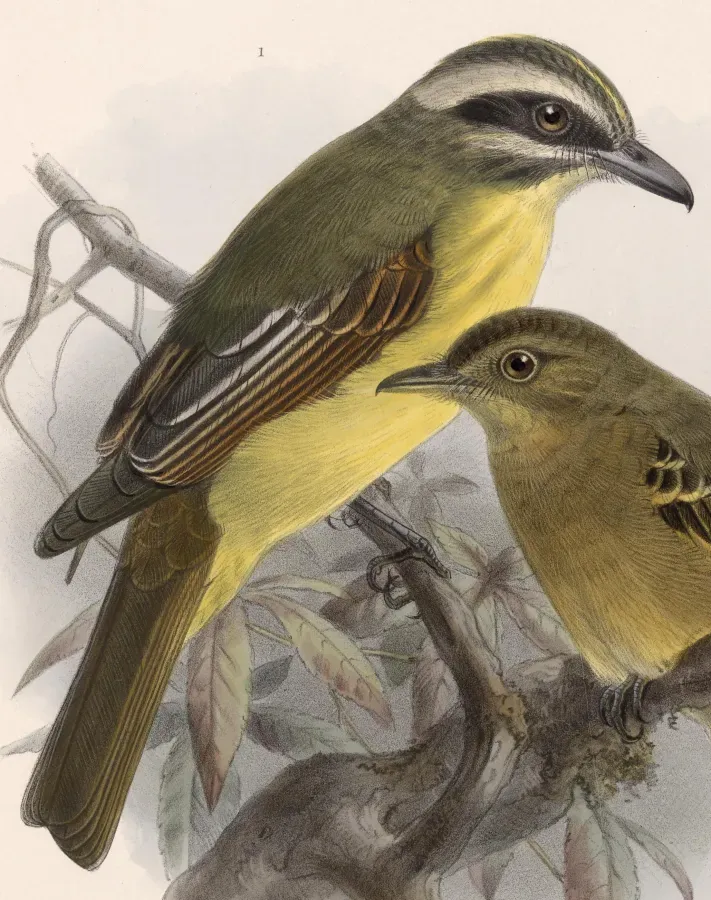 File:Myiodynastes hemichrysus 1902.jpg