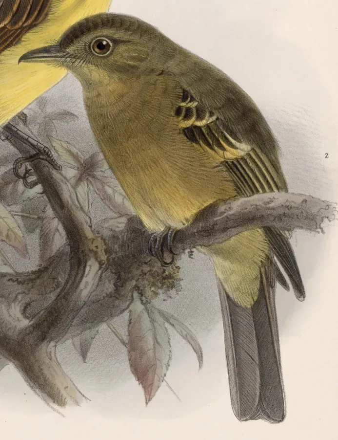 File:Contopus ochraceus 1902.jpg