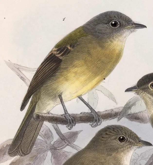 File:Aphanotriccus capitalis 1902.jpg