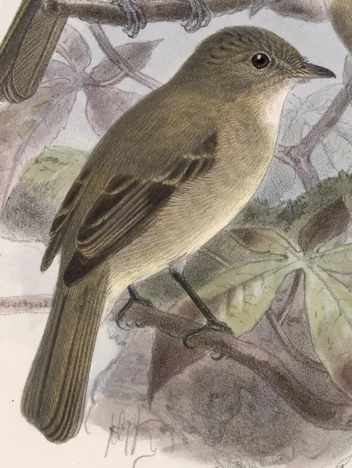 File:Empidonax albigularis 1902.jpg