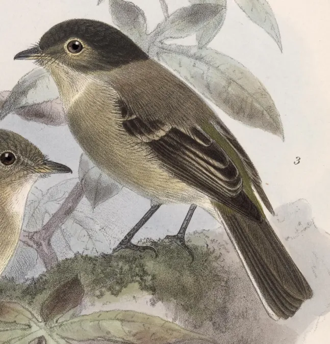File:Empidonax atriceps 1902.jpg