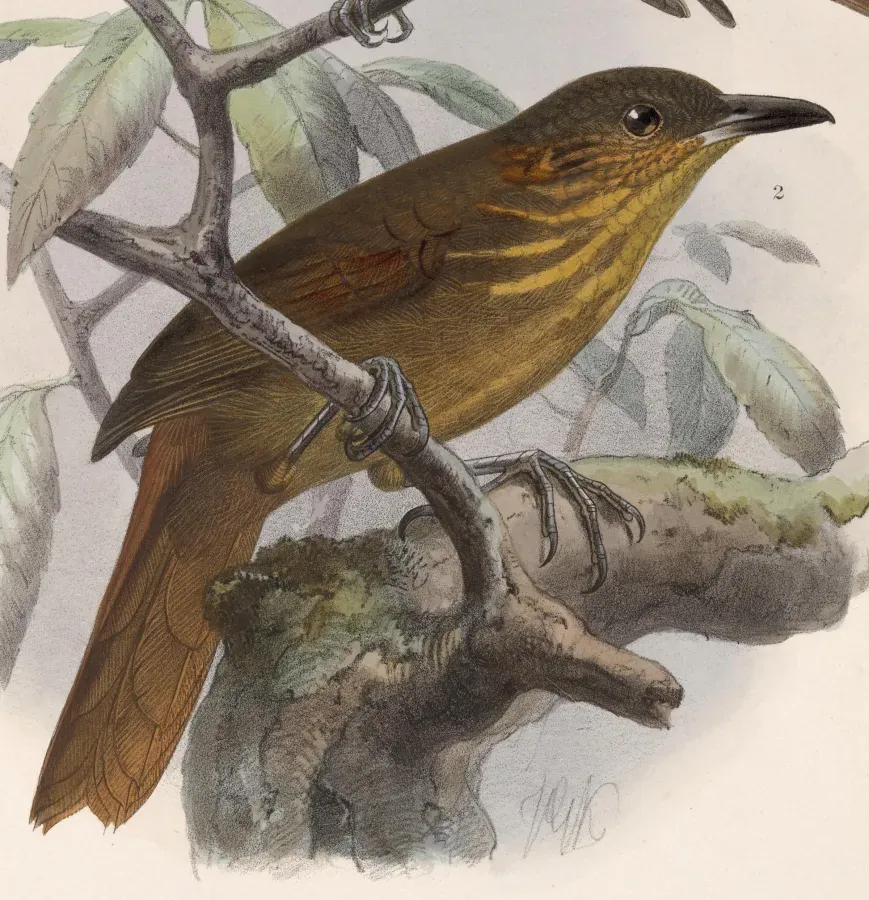 File:Thripadectes rufobrunneus 1902.jpg