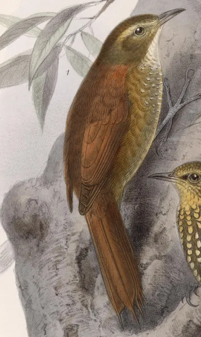 File:Margarornis rubiginosus 1902.jpg
