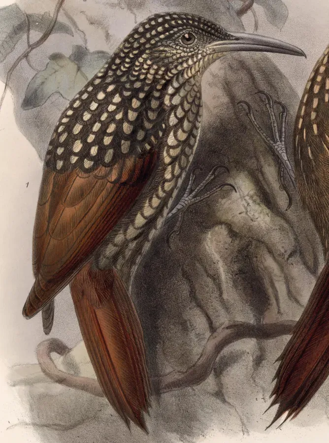 File:Xiphorhynchus lachrymosus 1902.jpg