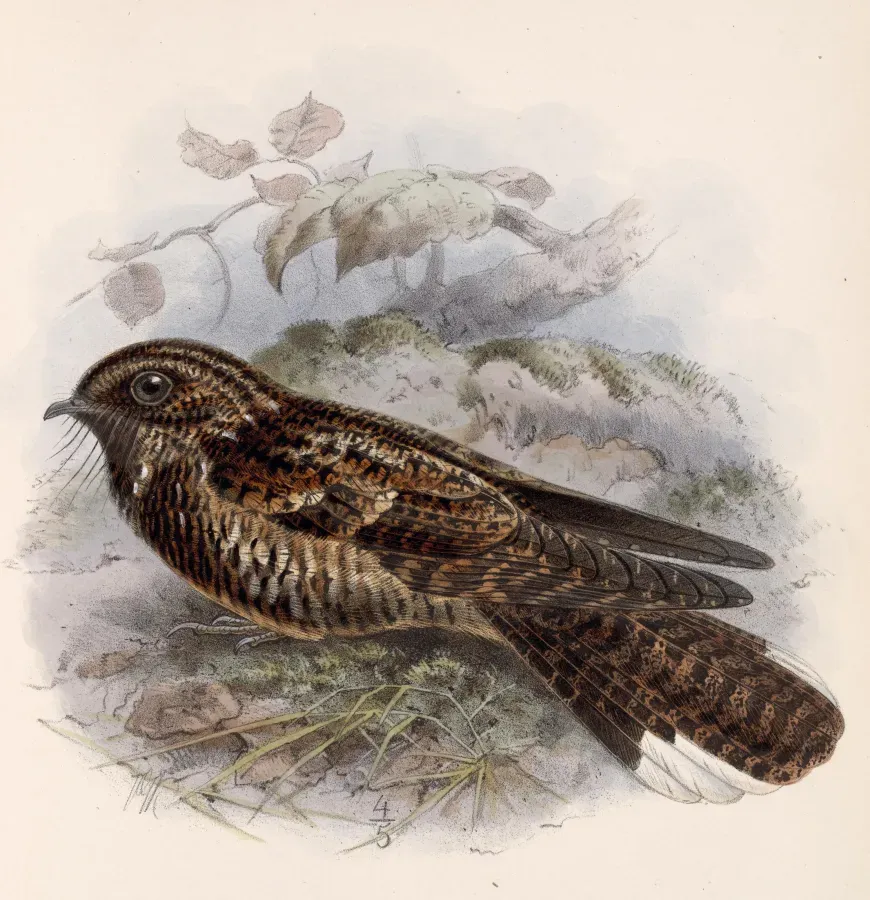 File:Antrostomus saturatus 1902.jpg