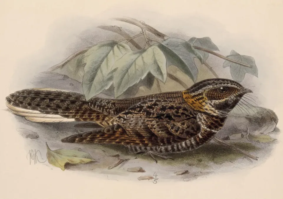 File:Antrostomus salvini 1902.jpg