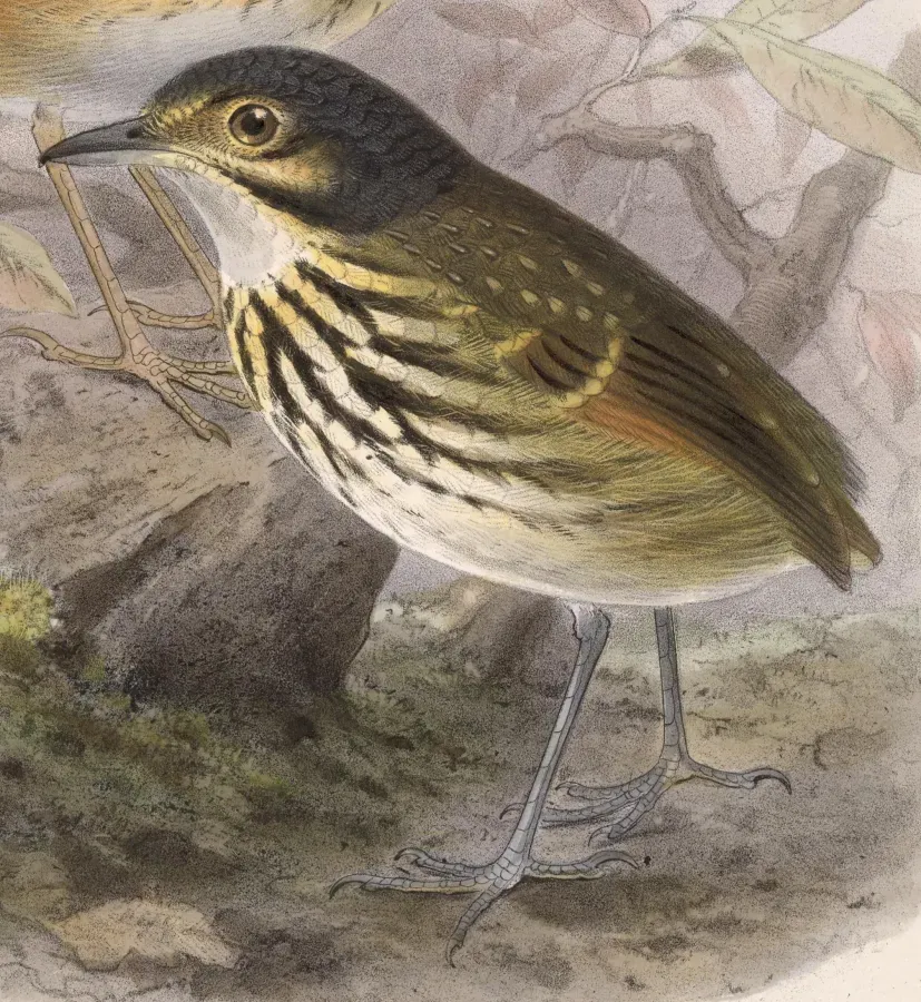 File:Hylopezus perspicillatus 1902.jpg