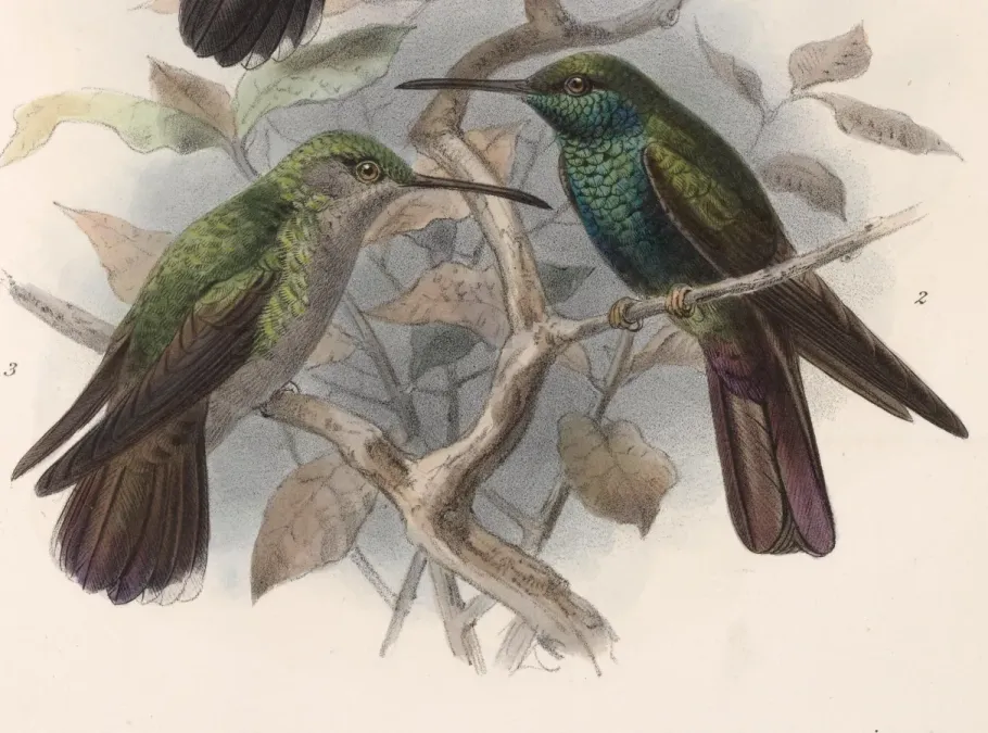 File:Chalybura urochrysia melanorrhoa 1902.jpg