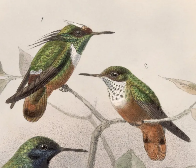 File:Lophornis adorabilis 1902.jpg