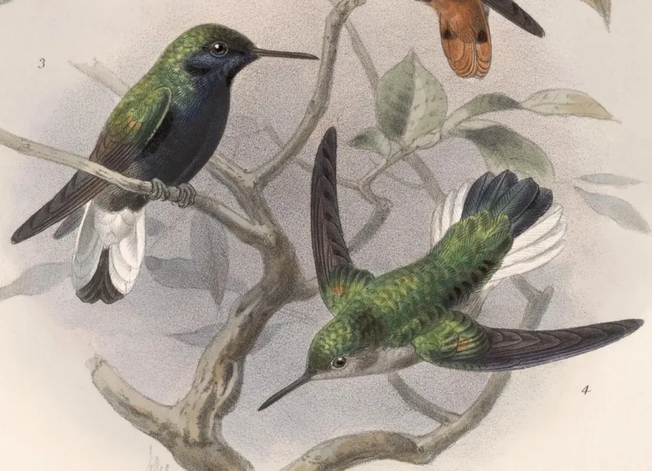 File:Eupherusa nigriventris 1902.jpg