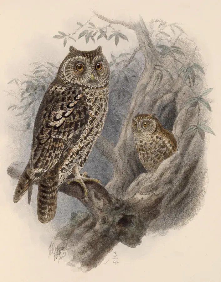 File:Megascops trichopsis 1902.jpg