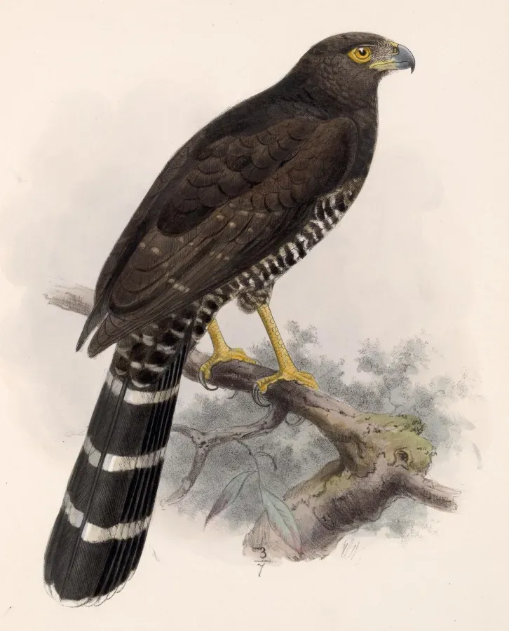 File:Micrastur semitorquatus 1902.jpg
