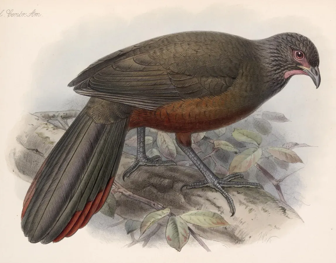 File:Ortalis wagleri 1902.jpg