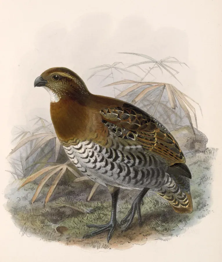 File:Rhynchortyx cinctus 1902.jpg