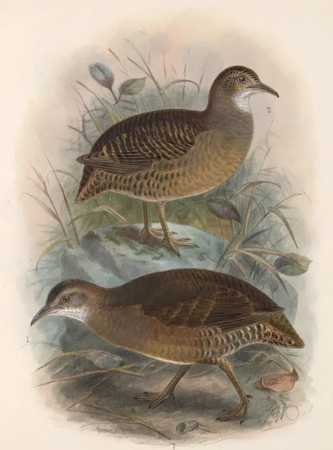 File:Crypturellus cinnamomeus mexicanus 1902.jpg