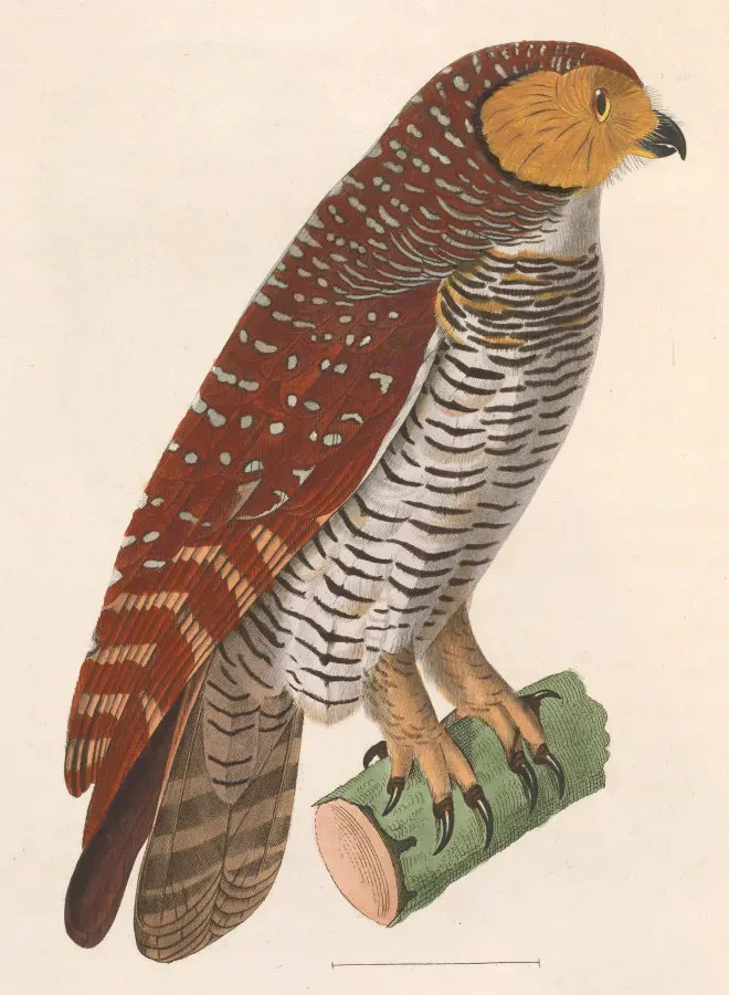 File:Strix seloputo 1838.jpg