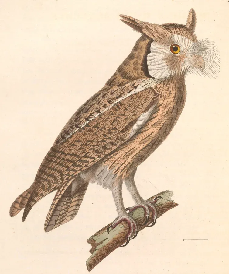File:Ptilopsis leucotis 1838.jpg