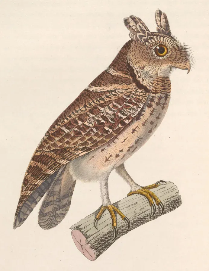 File:Otus lempiji lempiji 1838.jpg