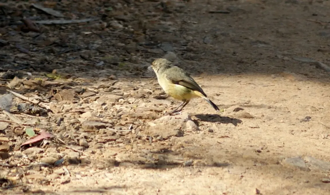File:Yellow Thornbill (Acanthiza nana).jpg