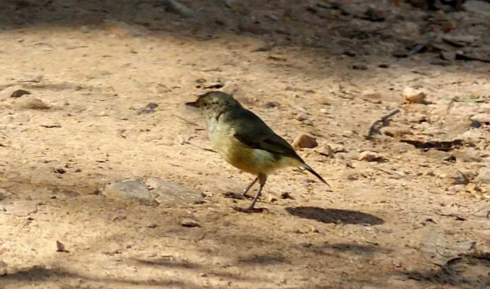 File:Yellow Thornbill (Acanthiza nana) DSC02009.jpg