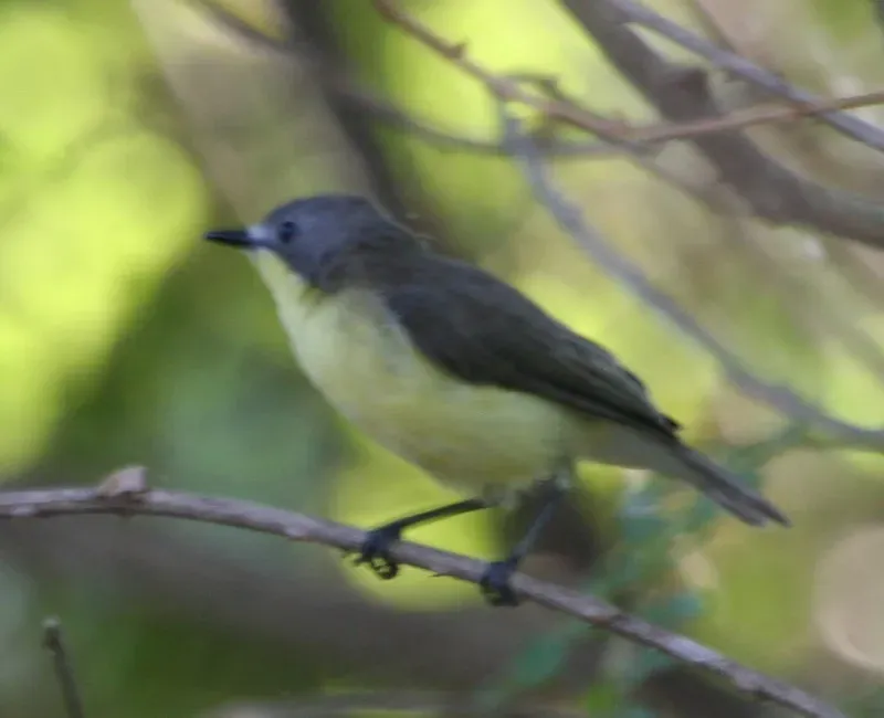 File:Golden-bellied Gerygone (Gerygone sulphurea).jpg